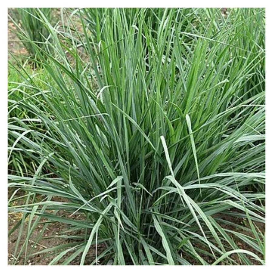 Panicum Blue Fountain   Proso - Rośliny od Ogrodnika Szkółka Barcikowscy