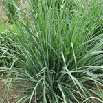 Panicum Blue Fountain   Proso - Rośliny od Ogrodnika Szkółka Barcikowscy