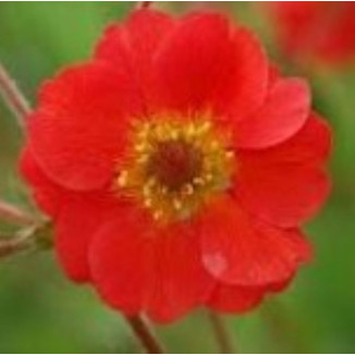 Geum boliviense Sangria Kuklik- Rośliny od Ogrodnika Szkółka Barcikowscy