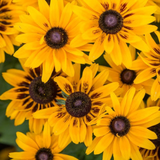 Rudbeckia SmileyZ Party Rudbekia- rośliny od Ogrodnika Szkółka Barcikowscy