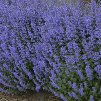 Nepeta faassenii Purrsian Blue Kocimętka- Rośliny od Ogrodnika Szkółka Barcikowscy