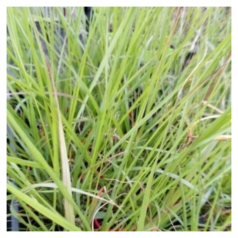 Pennisetum alopecuroides National Arboretum Rozplenica japońska- Rośliny od Ogrodnika Szkółka Barcikowcy