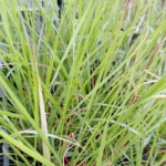Pennisetum alopecuroides National Arboretum Rozplenica japońska- Rośliny od Ogrodnika Szkółka Barcikowcy
