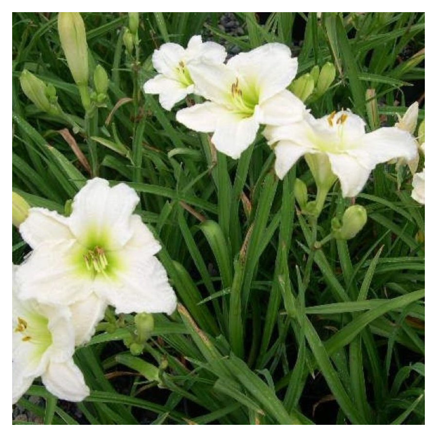 Hemerocallis Gentle Shepherd Liliowiec- Rośliny od Ogrodnika Szkółka Barcikowscy