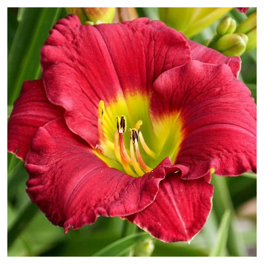 Hemerocallis Lovely Ladybug Liliowiec- Rośliny od Ogrodnika Szkółka Barcikowscy
