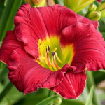 Hemerocallis Lovely Ladybug Liliowiec- Rośliny od Ogrodnika Szkółka Barcikowscy