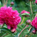 Paeonia lactiflora Kansas Piwonia chińska- Rośliny od Ogrodnika Szkółka Barcikowscy