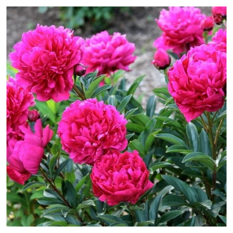 Paeonia lactiflora Kansas Piwonia chińska- Rośliny od Ogrodnika Szkółka Barcikowscy