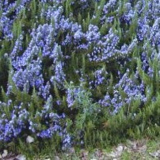 Rosmarinus officinalis Blue Rain Rozmaryn lekarski- Rośliny od Ogrodnika Szkółka Barcikowscy