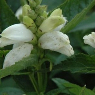 Chelone obliqua Alba Żółwik biały- Rośliny od Ogrodnika Szkółka Barcikowscy