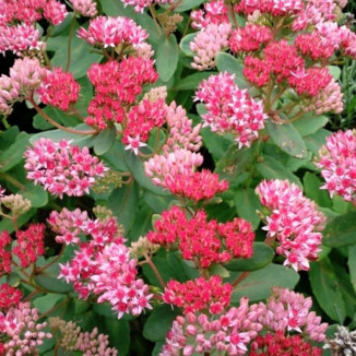 Sedum hybridum Abby Dore Rozchodnik mieszańcowy- Rośliny od Ogrodnika Szkółka Barcikowscy