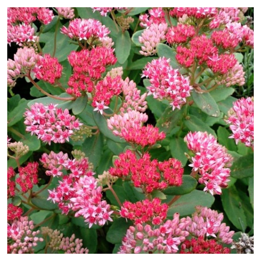 Sedum hybridum Abby Dore Rozchodnik mieszańcowy- Rośliny od Ogrodnika Szkółka Barcikowscy