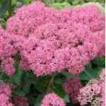 Sedum hybridum Abby Dore Rozchodnik mieszańcowy- Rośliny od Ogrodnika Szkółka Barcikowscy