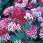 Sedum hybridum Abby Dore Rozchodnik mieszańcowy- Rośliny od Ogrodnika Szkółka Barcikowscy