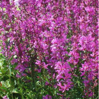 Salvia jamensis Nachtvlinder Szałwia- Rośliny od Ogrodnika Szkółka Barcikowscy