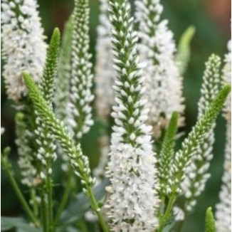 Veronica Lancita White Przetacznik- Rośliny od Ogrodnika Szkółka Barcikowscy