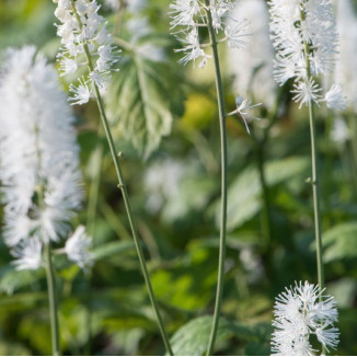 Cimicifuga simplex White Pearl Pluskawica prosta- Rośliny od ogrodnika Szkółka Barcikowscy
