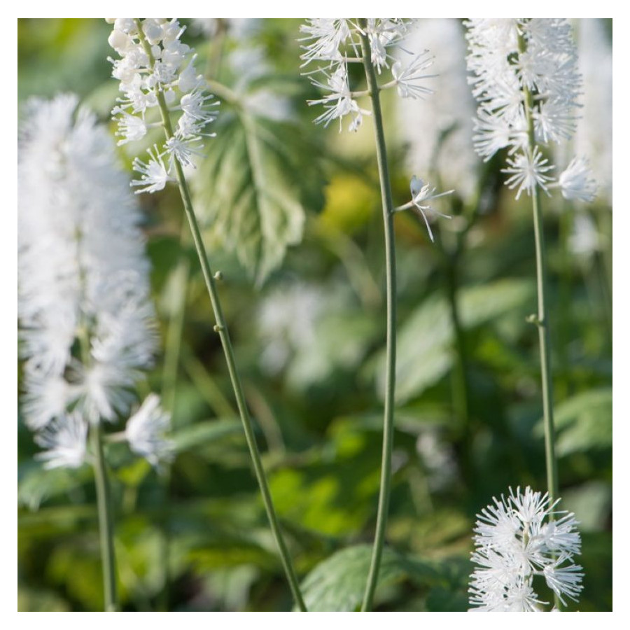 Cimicifuga simplex White Pearl Pluskawica prosta- Rośliny od ogrodnika Szkółka Barcikowscy