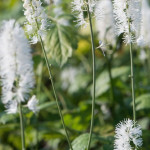 Cimicifuga simplex White Pearl Pluskawica prosta- Rośliny od ogrodnika Szkółka Barcikowscy