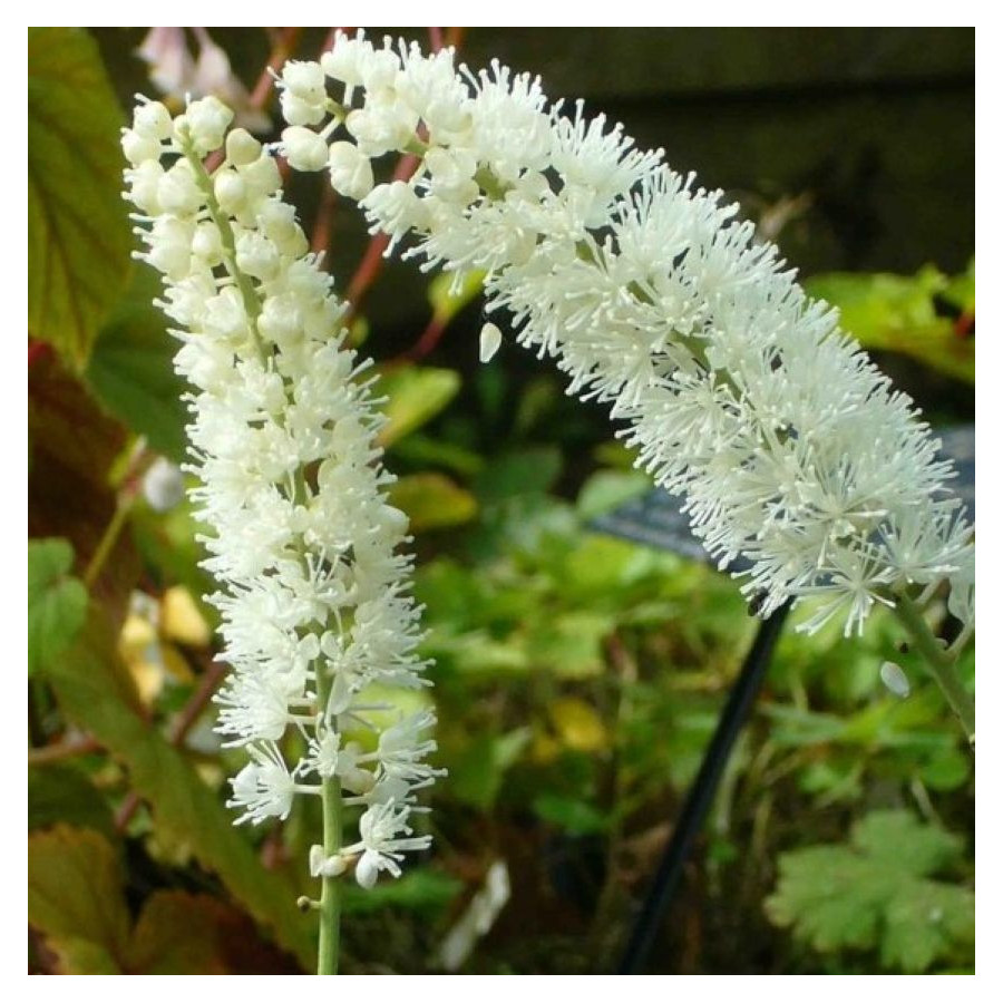 Cimicifuga simplex White Pearl Pluskawica prosta- Rośliny od ogrodnika Szkółka Barcikowscy