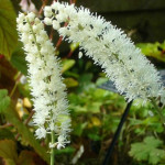 Cimicifuga simplex White Pearl Pluskawica prosta- Rośliny od ogrodnika Szkółka Barcikowscy