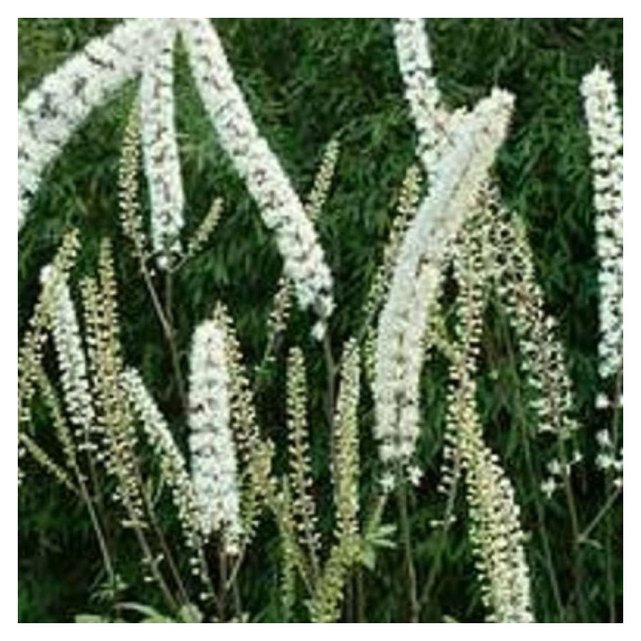 Cimicifuga simplex White Pearl Pluskawica prosta- Rośliny od ogrodnika Szkółka Barcikowscy