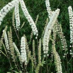 Cimicifuga simplex White Pearl Pluskawica prosta- Rośliny od ogrodnika Szkółka Barcikowscy