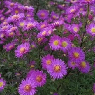 Aster novi-belgii Karminkuppel Aster- Rośliny Od Ogrodnika Szkółka Barcikowscy