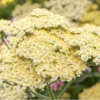 Achillea millefolium Alabaster Krwawnik Pospolity- Rośliny od Ogrodnika Szkółka Barcikowscy