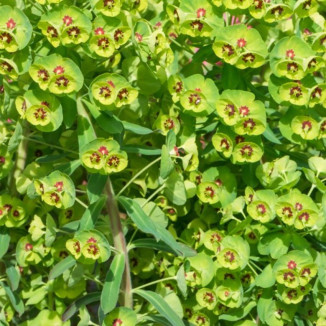 Euphorbia x martinii Ascot Petite Wilczomlecz-Rośliny od Ogrodnika Szkółka Barcikowscy