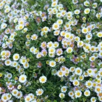 Erigeron karvinskianus Przymiotno Karwiński- Rośliny od Ogrodnika Szkółka Barcikowscy