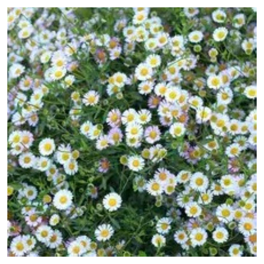 Erigeron karvinskianus Przymiotno Karwiński- Rośliny od Ogrodnika Szkółka Barcikowscy