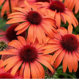 Echinacea SunMagic Vintage Orange Jeżówka- Rośliny od Ogrodnika Szkółka Barcikowscy