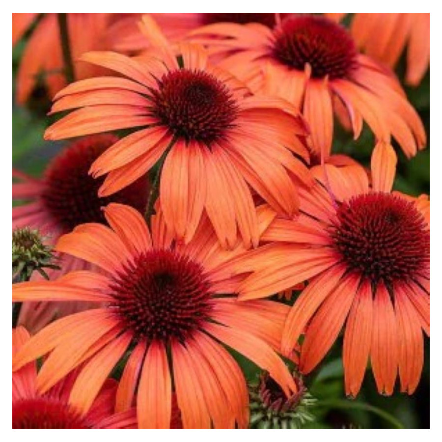 Echinacea SunMagic Vintage Orange Jeżówka- Rośliny od Ogrodnika Szkółka Barcikowscy