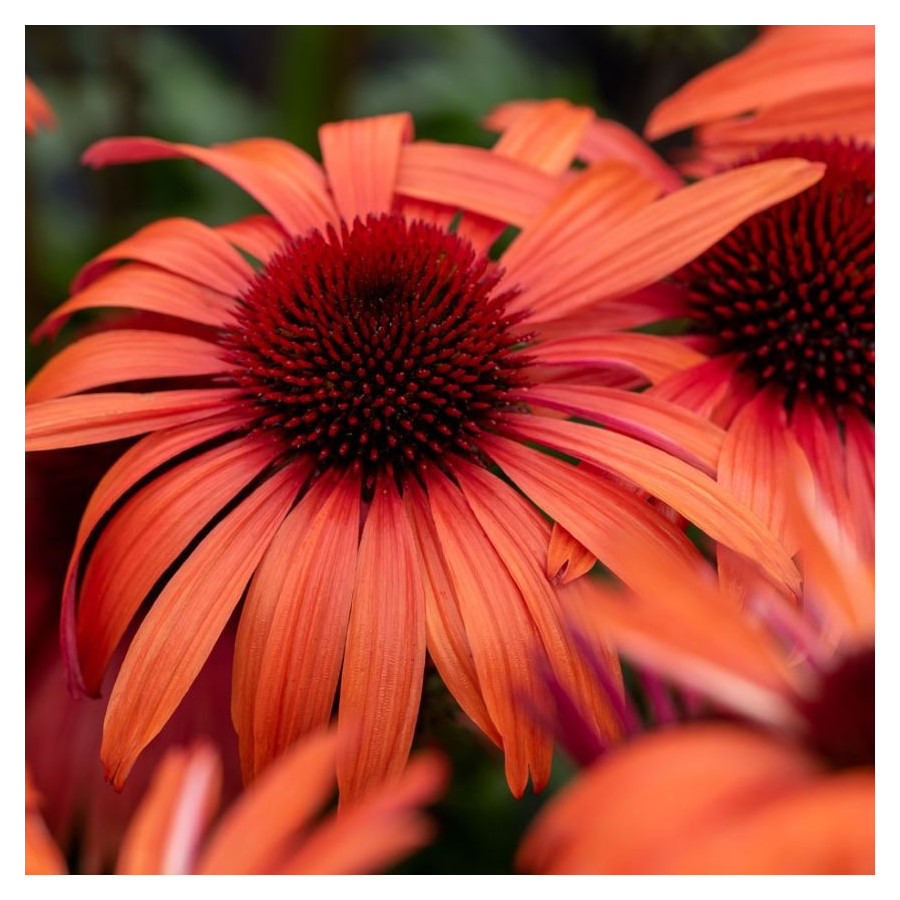 Echinacea SunMagic Vintage Orange Jeżówka- Rośliny od Ogrodnika Szkółka Barcikowscy