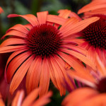 Echinacea SunMagic Vintage Orange Jeżówka- Rośliny od Ogrodnika Szkółka Barcikowscy