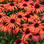 Echinacea SunMagic Vintage Orange Jeżówka- Rośliny od Ogrodnika Szkółka Barcikowscy