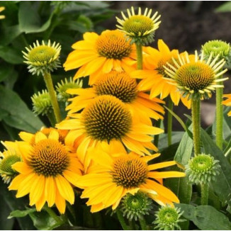 Echinacea Pearl Sunny Jeżówka-Rośliny od Ogrodnika Szkółka Barcikowscy