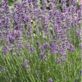 Lavandula angustifolia Vera Lawenda Wąskolistna- Rośliny od Ogrodnika Szkółka Barcikowscy