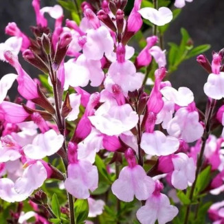 Salvia Gregii Joy Szałwia -Rośliny od Ogrodnika Szkółka Barcikowscy