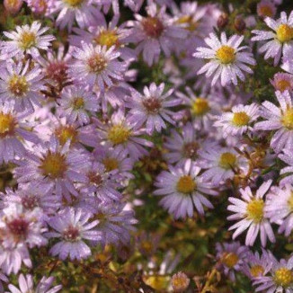 Aster ericoides Pink Cloud Aster Wrzosolistny- Rośliny od Ogrodnika Szkółka Barcikowscy