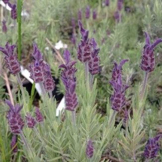 Lavandula stoechas Blue Star Lawenda Francuska-Rośliny od Ogrodka Szkółka Barcikowscy