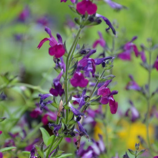 Salvia gregii Amethyst Lips Szałwia- Rośliny od Ogrodnika Szkółka Barcikowscy