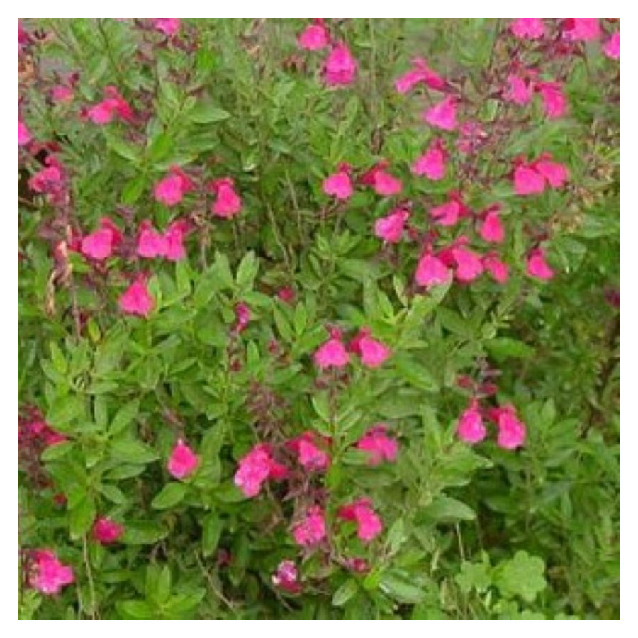 Salvia gregii Lipstick Szałwia-Rośliny od Ogrodnika Szkółka Barcikowscy