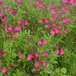 Salvia gregii Lipstick Szałwia-Rośliny od Ogrodnika Szkółka Barcikowscy