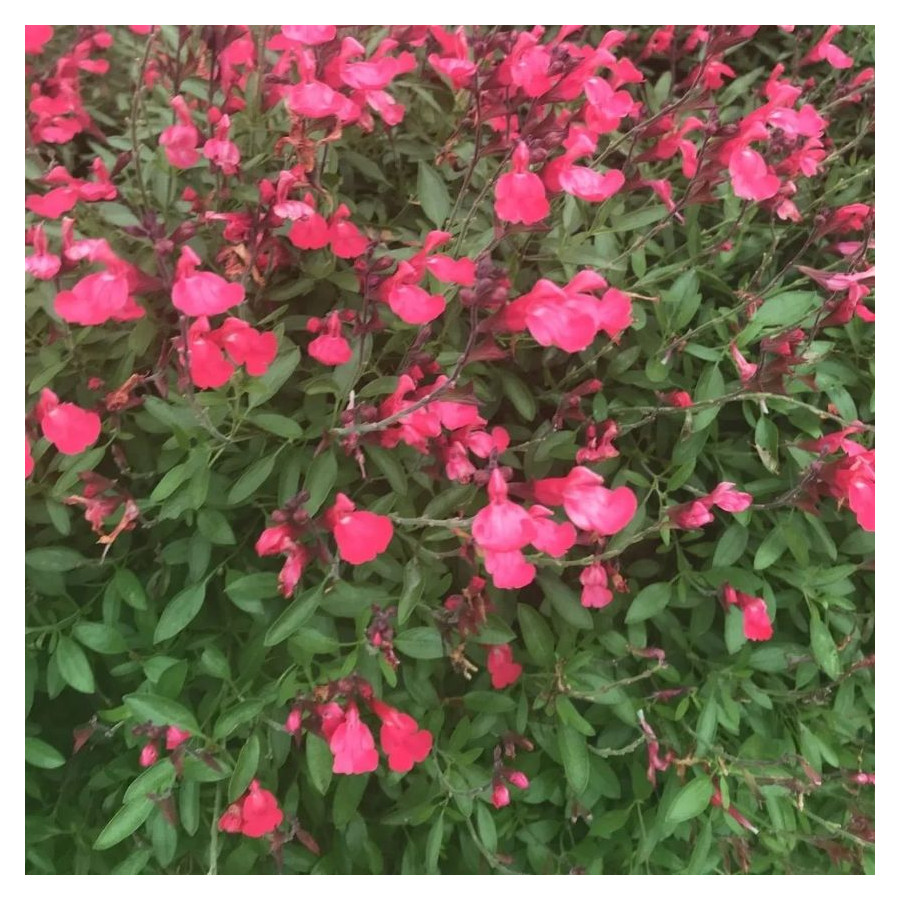 Salvia gregii Lipstick Szałwia-Rośliny od Ogrodnika Szkółka Barcikowscy