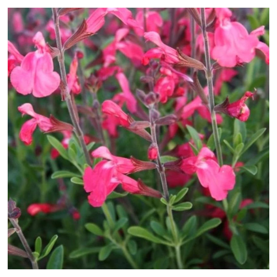 Salvia gregii Lipstick Szałwia-Rośliny od Ogrodnika Szkółka Barcikowscy
