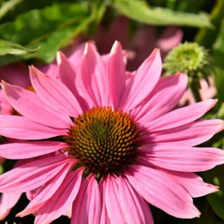 Echinacea Pearl Light Pink Jeżówka-Rośliny od Ogrodnika Szkółka Barcikowscy