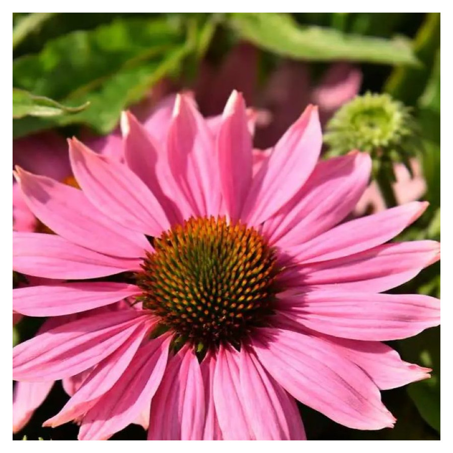Echinacea Pearl Light Pink Jeżówka-Rośliny od Ogrodnika Szkółka Barcikowscy