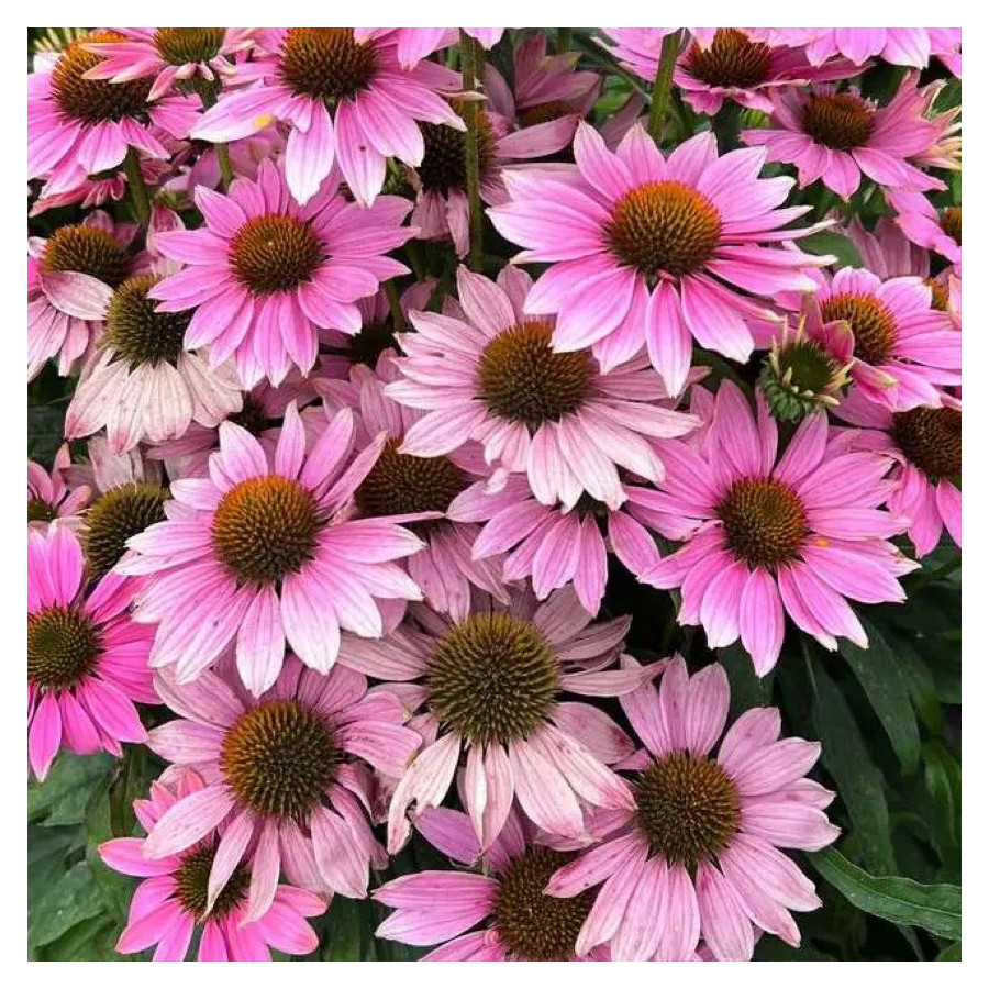 Echinacea Pearl Light Pink Jeżówka-Rośliny od Ogrodnika Szkółka Barcikowscy